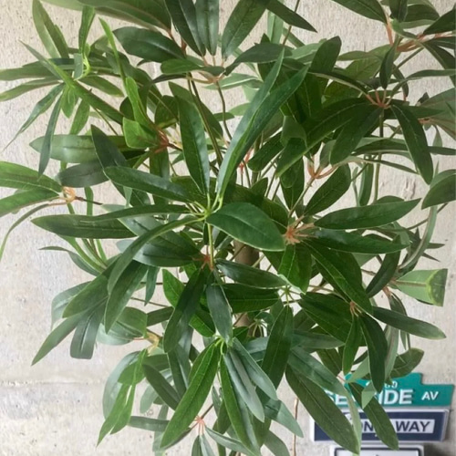 光触媒　人工観葉植物　ウォールグリーン　フェイクグリーン　シェフレア123t'P 光触媒 人工観葉植物 ウォールグリーン フェイクグリーン シェフレア