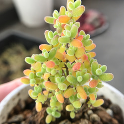 ネコポスで発送❣️実生苗　多肉植物　ドロサンテマ　ミックス　3株セット　抜き苗 71LSC8U-ZQL._UF350,350_QL50_.jpg