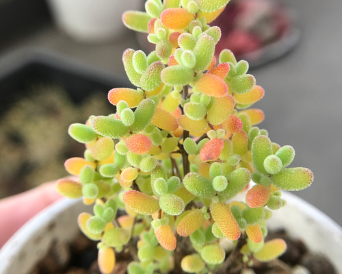 SALE ❣️多肉植物 ドロサンテマム 蜜橘 抜き苗 1株 多肉植物 愛多肉