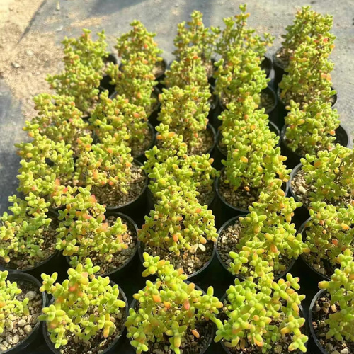 SALE ❣️多肉植物 ドロサンテマム 蜜橘 抜き苗 1株 多肉植物 愛