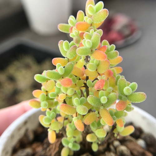 Top【選抜株】多肉植物 263751ダッチ ローズ 12個 鉢無し/脱土 【公式