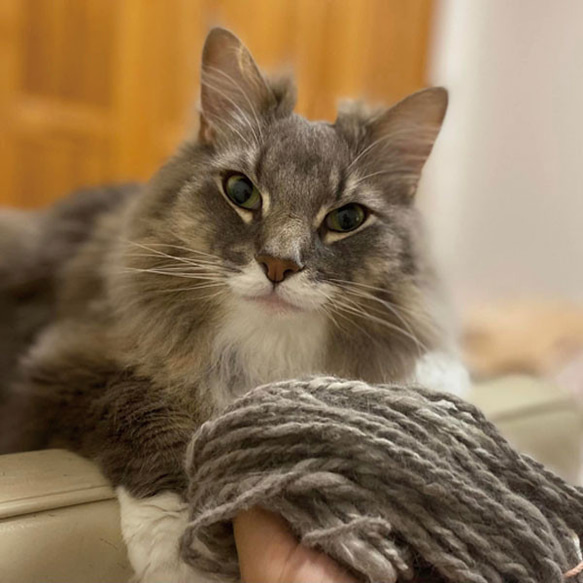 ワンちゃん・猫ちゃん・うさぎさんの毛を毛糸に。【愛犬・愛猫・うさぎさんの毛を紡ぎます】 1枚目の画像