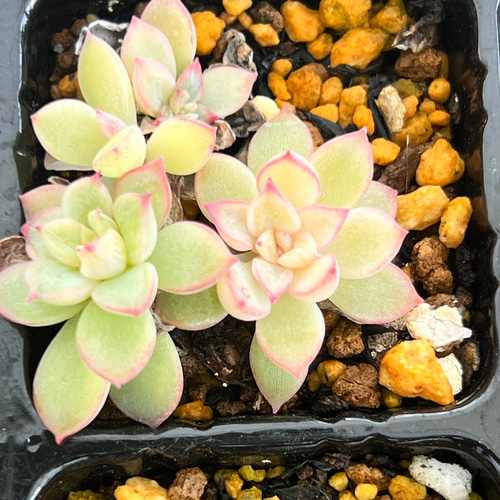 女雛＊多肉植物＊抜き苗 多肉植物 ＊N＊ 通販 18671957｜Creema
