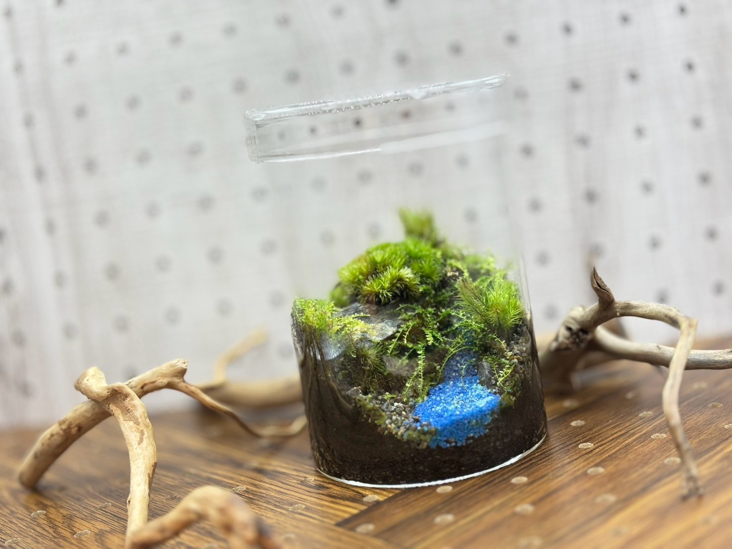 【完成品　蓋付き】苔テラリウム　秘境の泉