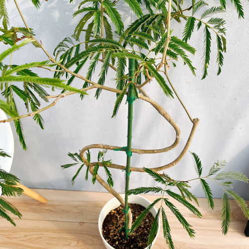 エバーフレッシュ３１・曲がり仕立て、有機質用土、観葉植物 超特大 173cm】エバーフレッシュ 曲がり 仕立て 観葉植物 室内