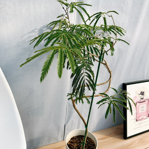 現品］3番 エバーフレッシュ 曲がり 7号 観葉植物 室内 大型 人気