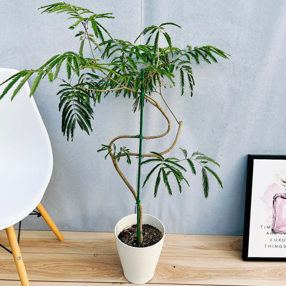 【海外限定】 曲がり エバーフレッシュ 現品］3番 7号 大型 室内 観葉植物 その他観葉植物
