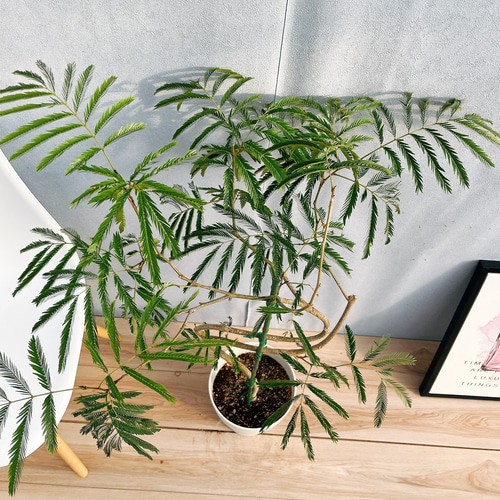 美しい樹形◎125cm】エバーフレッシュ 曲がり 7号 観葉植物 室内
