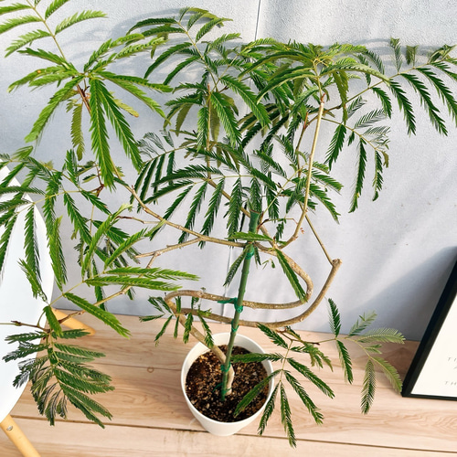 スタイル◎140cm】エバーフレッシュ 曲がり 7号 観葉植物 室内