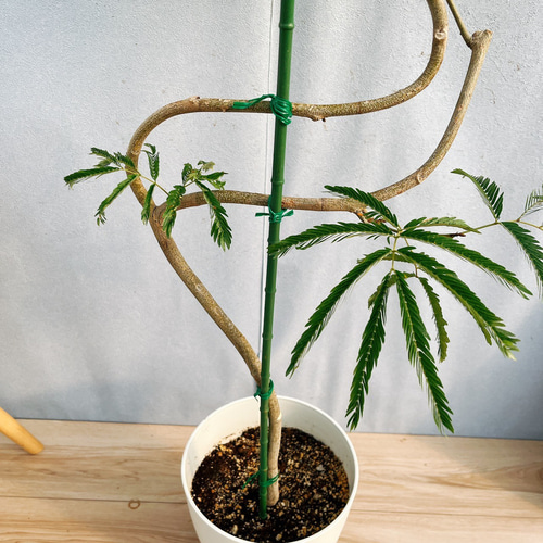 現品］3番 エバーフレッシュ 曲がり 7号 観葉植物 室内 大型