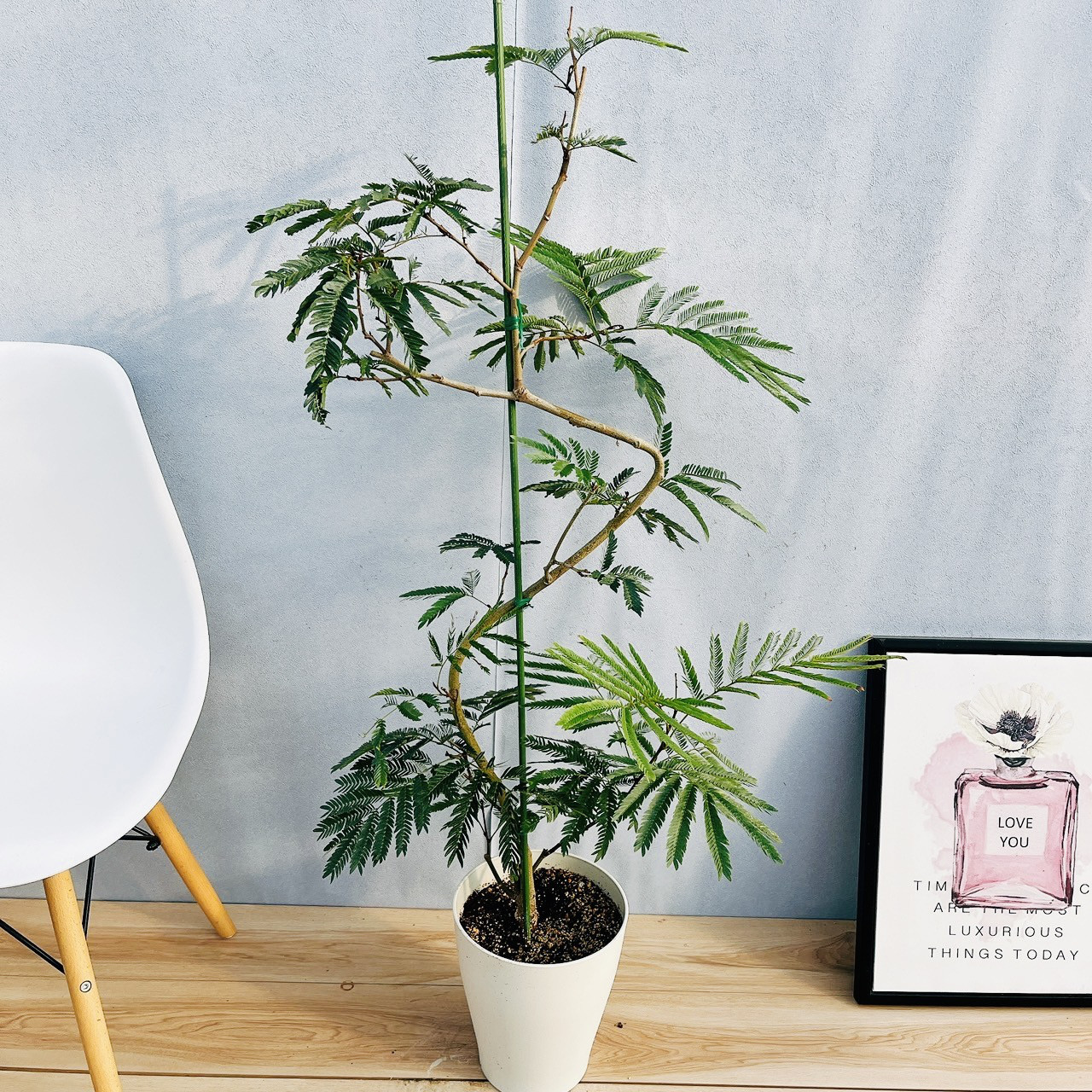 エバーフレッシュ 観葉植物 曲がり 7号 約100センチ エバーフレッシュ