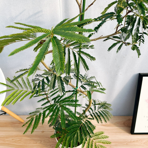 ［現品］P7 エバーフレッシュ　曲がり　8号　観葉植物　室内　大型　人気 現品］P7 エバーフレッシュ 曲がり 8号 観葉植物 室内 大型 人気