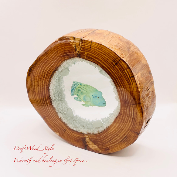 流木を使ったレジンアート ナポレオンフィッシュ 海の生き物 ジオラマ 流木 レジンアート テラリウム アクアリウム N6 5枚目の画像