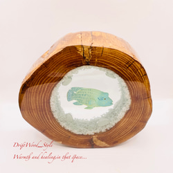 流木を使ったレジンアート ナポレオンフィッシュ 海の生き物 ジオラマ 流木 レジンアート テラリウム アクアリウム N6 3枚目の画像