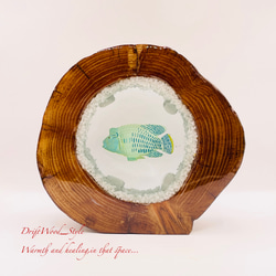 流木を使ったレジンアート ナポレオンフィッシュ 海の生き物 ジオラマ 流木 レジンアート テラリウム アクアリウム N6 6枚目の画像