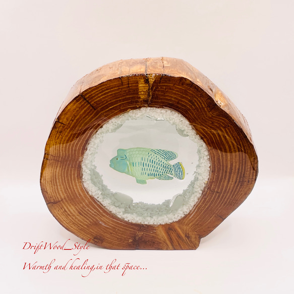 流木を使ったレジンアート ナポレオンフィッシュ 海の生き物 ジオラマ 流木 レジンアート テラリウム アクアリウム N6 7枚目の画像