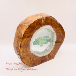 流木を使ったレジンアート ナポレオンフィッシュ 海の生き物 ジオラマ 流木 レジンアート テラリウム アクアリウム N6 8枚目の画像