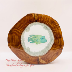 流木を使ったレジンアート ナポレオンフィッシュ 海の生き物 ジオラマ 流木 レジンアート テラリウム アクアリウム N6 1枚目の画像