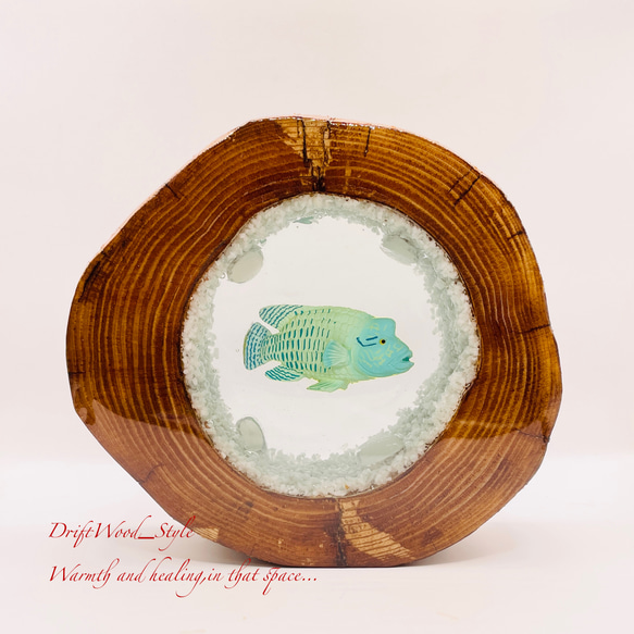 流木を使ったレジンアート ナポレオンフィッシュ 海の生き物 ジオラマ 流木 レジンアート テラリウム アクアリウム N6 1枚目の画像