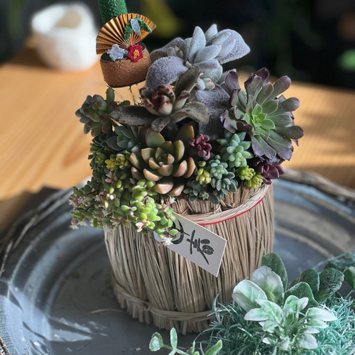 そのまま飾れる多肉植物 寄せ植え　レトロカー　管理書付 Amazon.co.jp: そのまま飾れる多肉植物寄せ植え 鍋鉢 管理書付