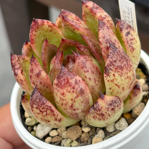 人気品種！☆ブラッドマリア×リンゼアナ 多肉植物 自家繁殖 国産 多肉