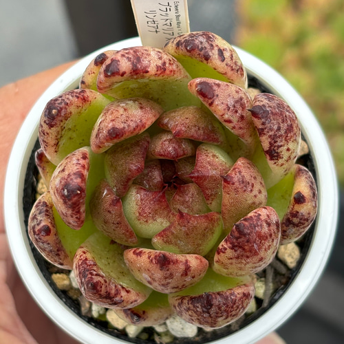 人気品種！☆ブラッドマリア×リンゼアナ 多肉植物 自家繁殖 国産 多肉