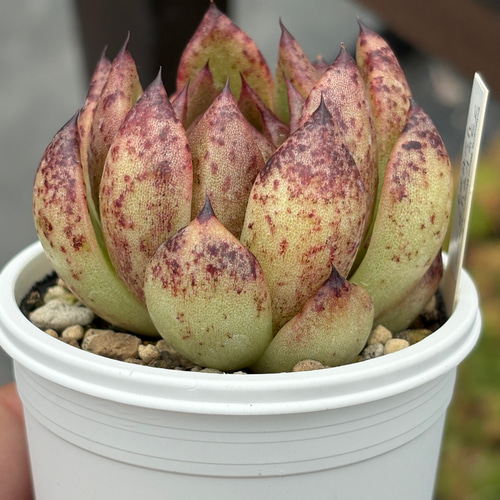 人気品種！☆ブラッドマリア×リンゼアナ 多肉植物 自家繁殖 国産 多肉