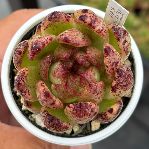 人気品種！☆ブラッドマリア×リンゼアナ 多肉植物 自家繁殖 国産 多肉