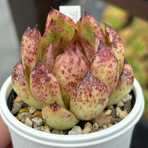 人気品種！☆ブラッドマリア×リンゼアナ 多肉植物 自家繁殖 国産 多肉