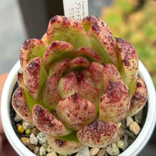 人気品種！☆ブラッドマリア×リンゼアナ 多肉植物 自家繁殖 国産 多肉