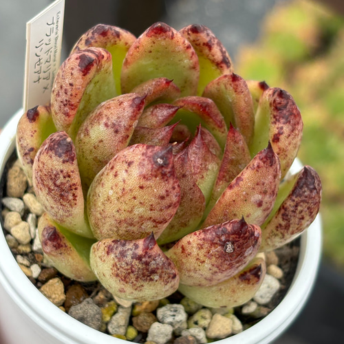 人気品種！☆ブラッドマリア×リンゼアナ 多肉植物 自家繁殖 国産