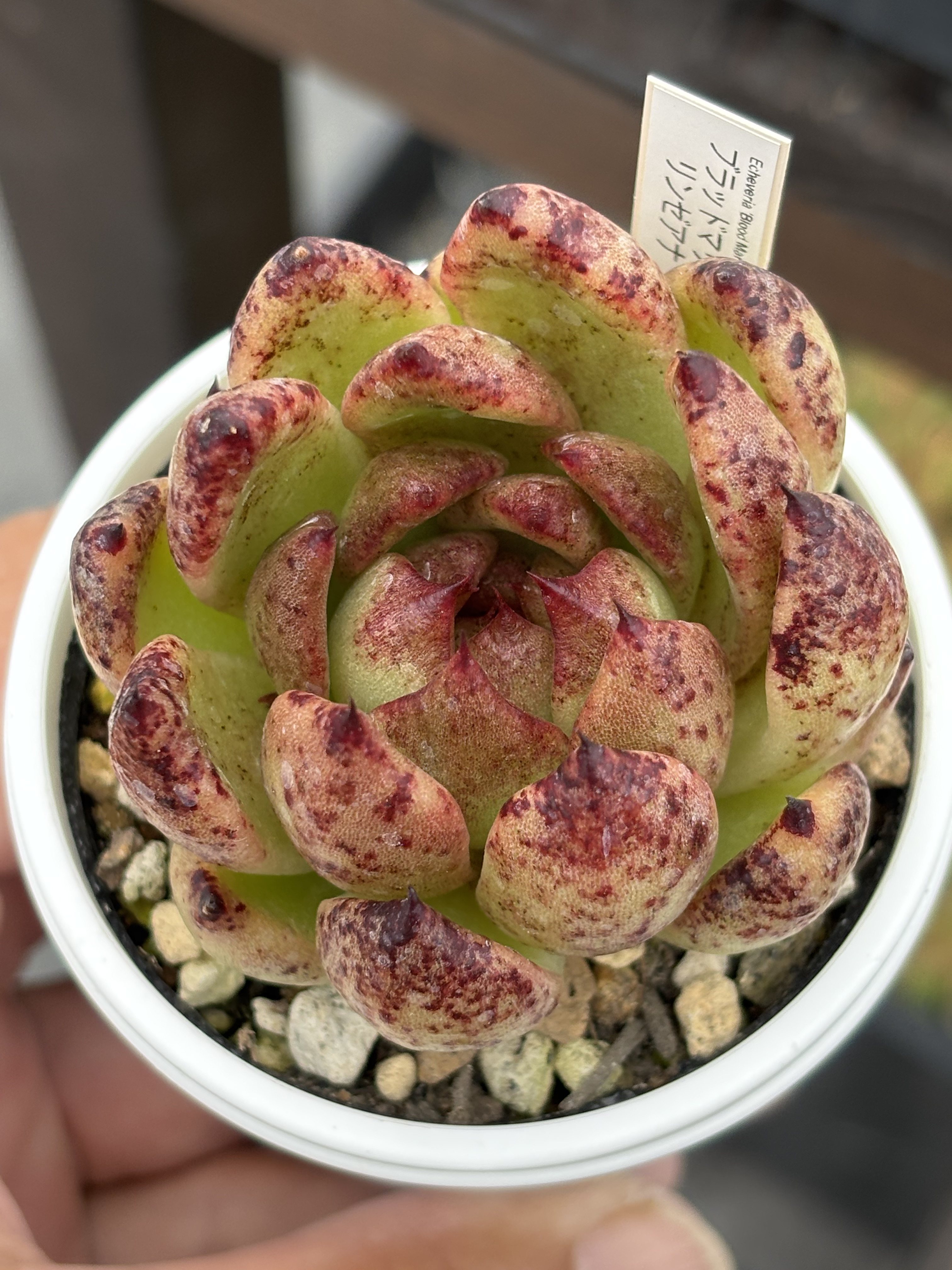 リンゼアナ エケベリア 多肉植物 【公式通販】