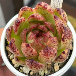 リクエスト出品ラスト1苗　テテラエンシス E.tetelaensis 多肉植物 d097aea2632e5ab0bd9d253478c0e9