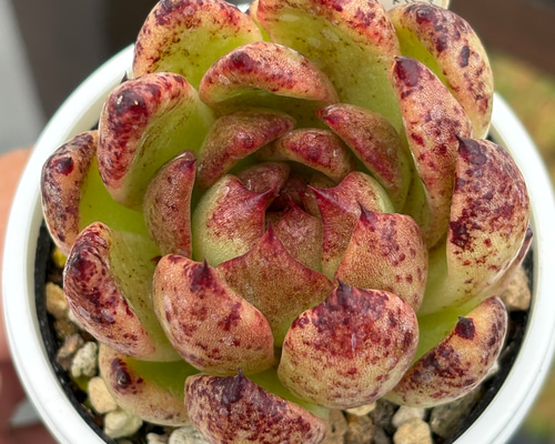 d097aea2632e5ab0bd9d253478c0e9