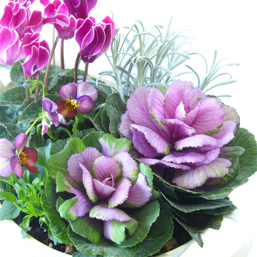 ガーデンシクラメンと葉牡丹とビオラ寄せ植え☆GWまで楽しめる