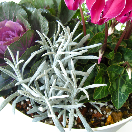 ガーデンシクラメンと葉牡丹とビオラ寄せ植え☆GWまで楽しめる