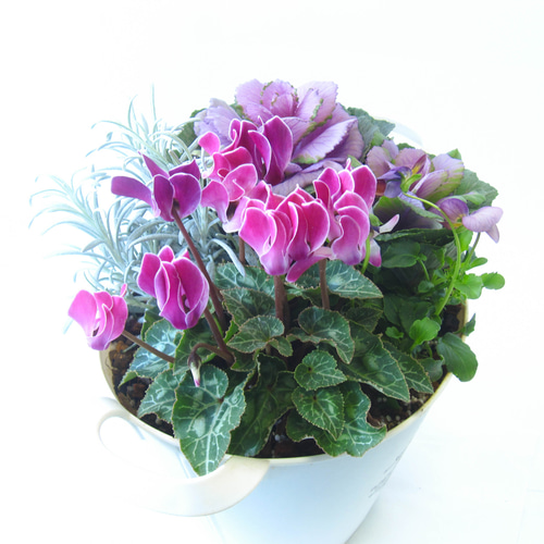 ガーデンシクラメンと葉牡丹とビオラ寄せ植え☆GWまで楽しめる