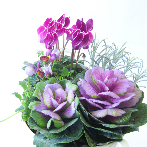 ガーデンシクラメンと葉牡丹とビオラ寄せ植え☆GWまで楽しめる