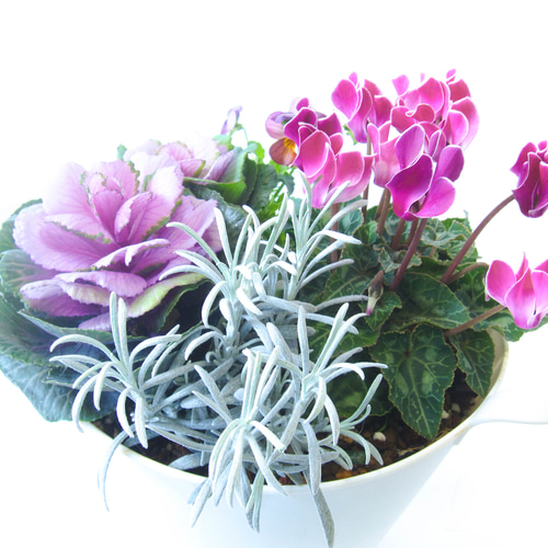 ガーデンシクラメンと葉牡丹とビオラ寄せ植え☆GWまで楽しめる