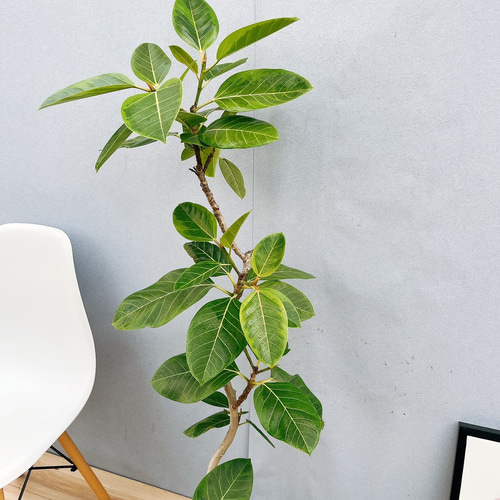 現品］12番 フィカス アルテシマ 曲がり 8号 観葉植物 室内 販売 大型