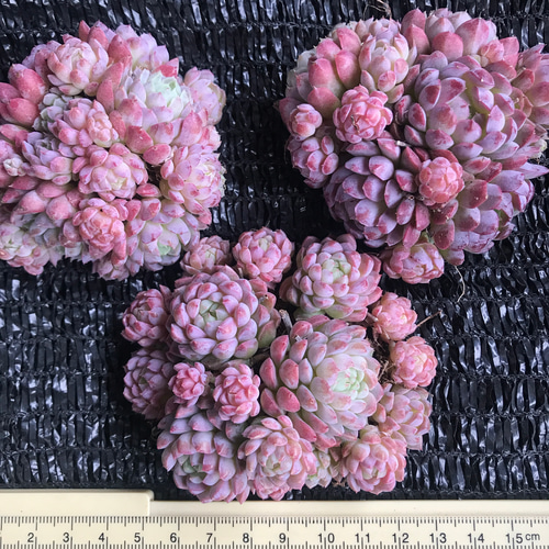 実生苗　多肉植物　エケベリア　⑬ 新入荷 超可愛い 多肉植物 エケベリア 桜ブールドネージュ 群生苗 抜き