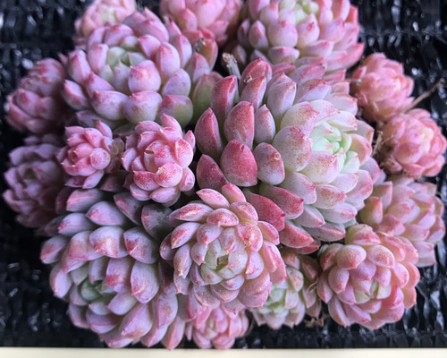 多肉植物 エケベリア 桜抹茶ラテ 抜き苗 7dc1678e8b407e624e327d03db89d3
