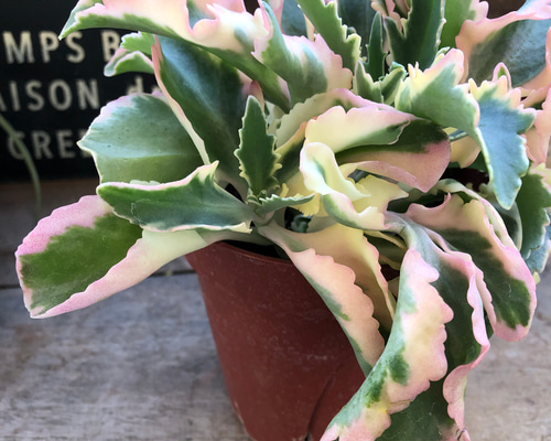 カランコエ(ラキニアータ)抜き苗で発送致します♦購入希望の方はご連絡下さいね？ 41e69eaab8144862fc0d6ab217f002