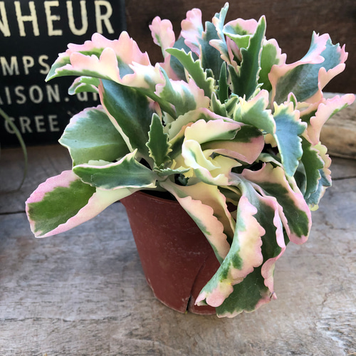 斑入りカランコエ ♡ラキニアータ♡4号♡多肉植物 ウェーブする♡紅葉