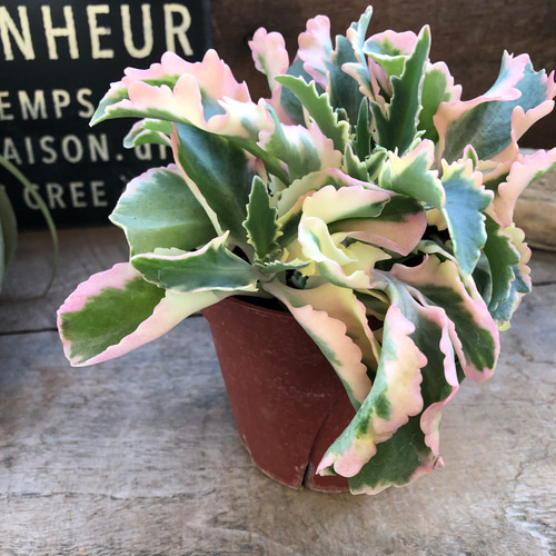 g*2様 多肉植物・アガベ・特選ROCKY 羅琦・斑入り希少　極上子株 g*2様 多肉植物・アガベ・特選ROCKY 羅琦・斑入り希少 極上子株 多肉