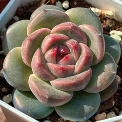 新作 多肉植物 エケベリア 抹茶いちごちょこ 4-5cm 抜き苗 1株 多肉