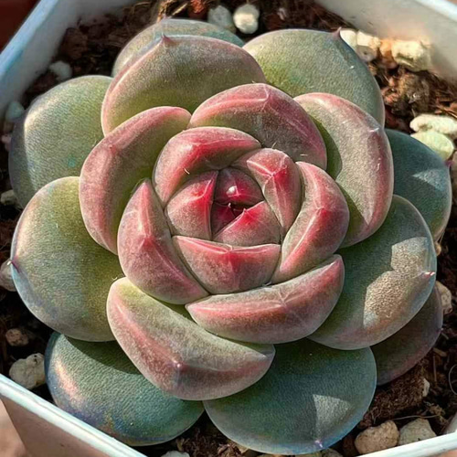 新作 多肉植物 エケベリア 抹茶いちごちょこ 4-5cm 抜き苗 1株 多肉