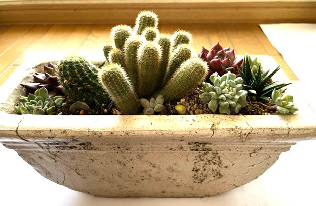可愛いモリモリの多肉植物①　10種類以上　和風・信楽焼き陶器の器