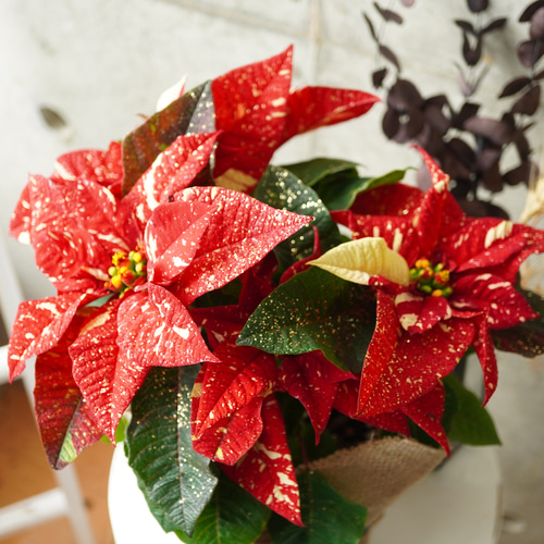 クリスマス フラワーアレンジ セット 造花 高級 ラメ入り 大型