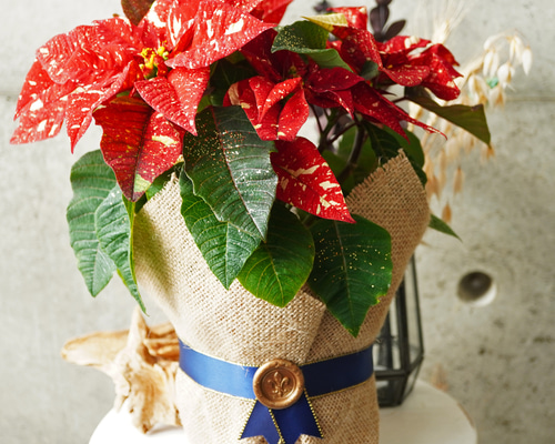 4f0dc92172a2136a323351d36ff81a